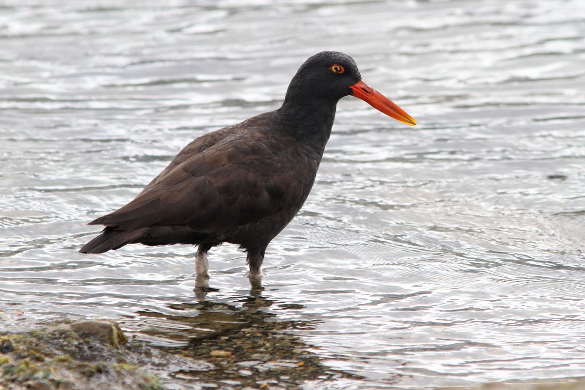 Blackish Oystercatcher - ML51755391