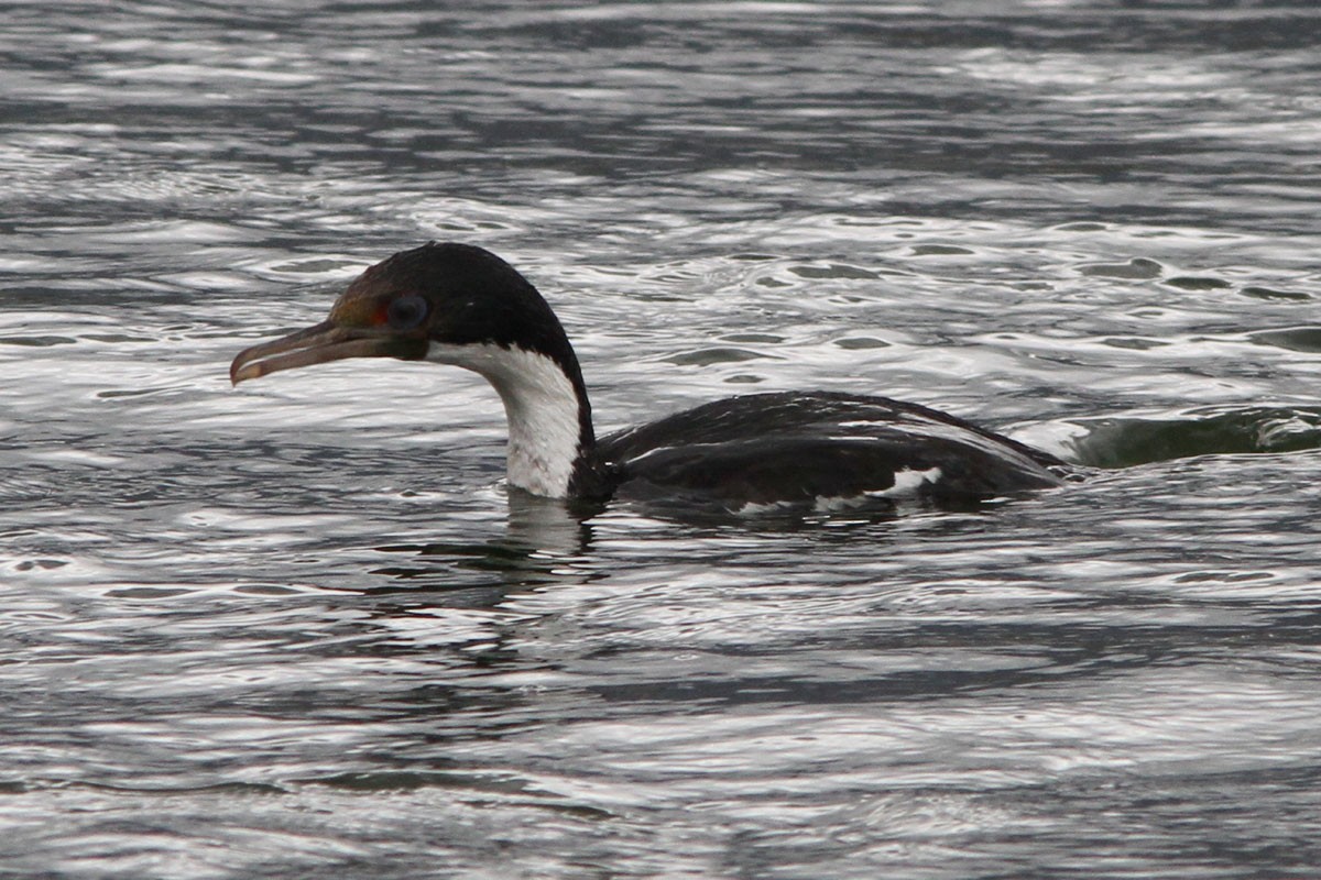 Cormoran impérial - ML51755421