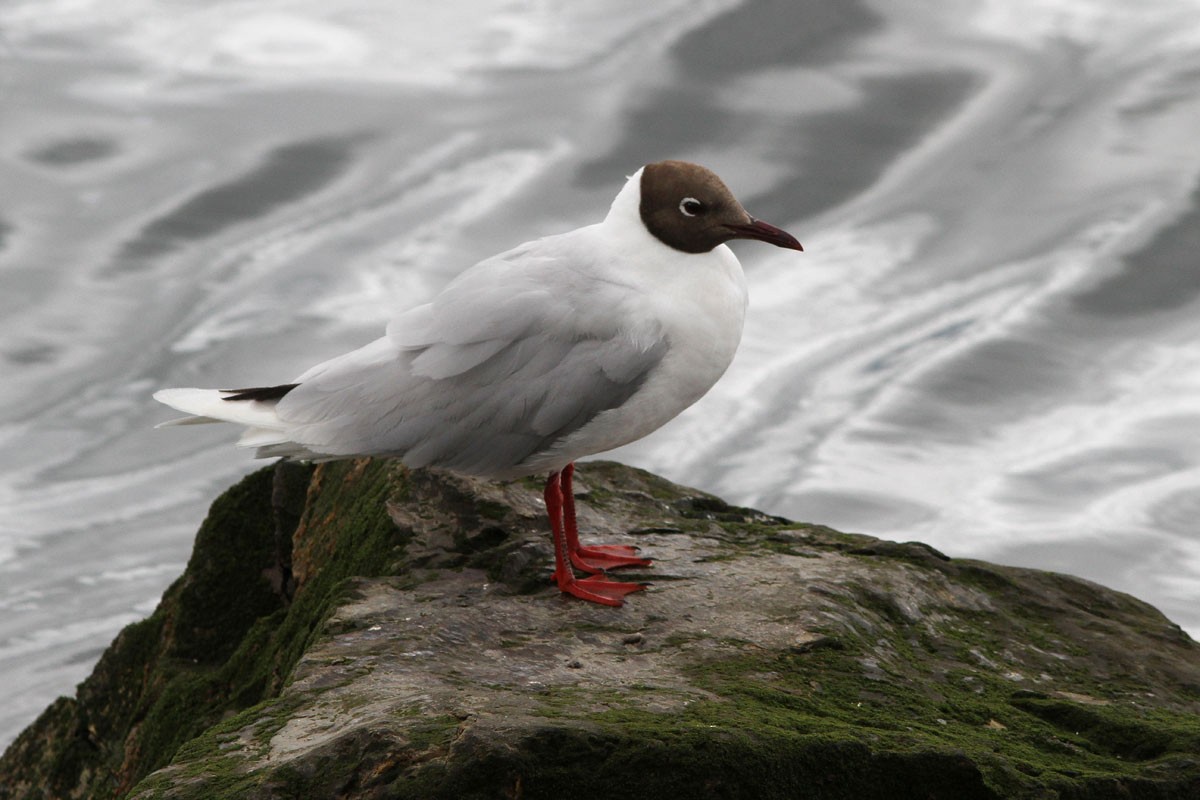 Brown-hooded Gull - ML51755431