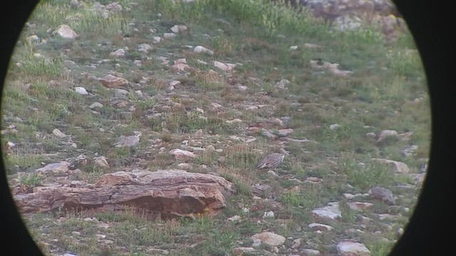 Himalayan Snowcock - ML517554531