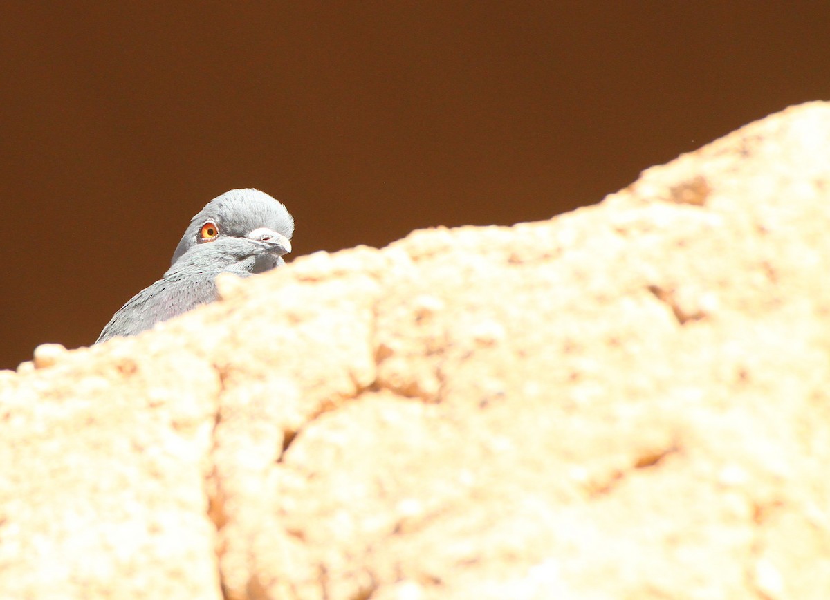 Rock Pigeon (Feral Pigeon) - ML517555541