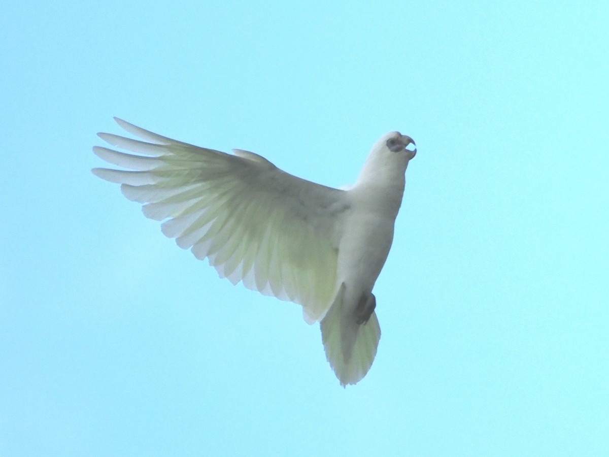 corella sp. - ML517556371