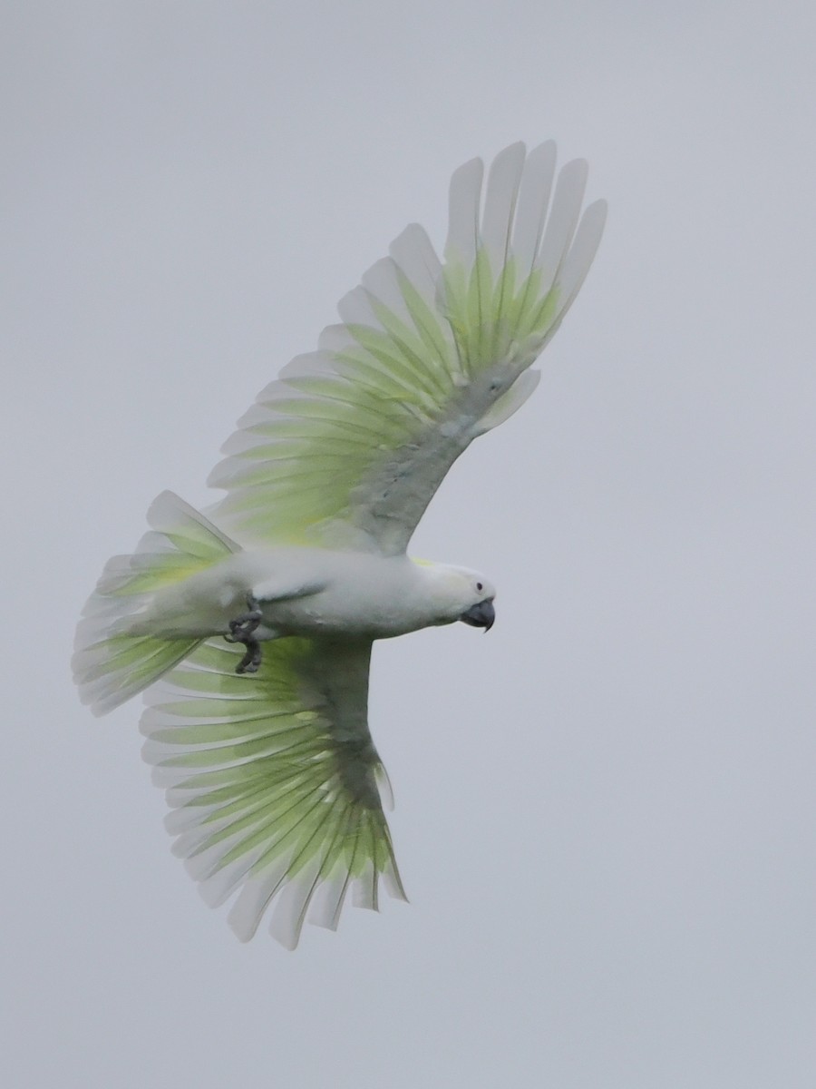 Sulphur-crested Cockatoo - ML517556651