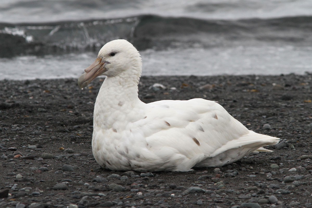 Southern Giant-Petrel - ML51755691