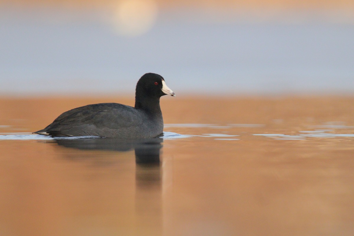 American Coot - Quinn Nial