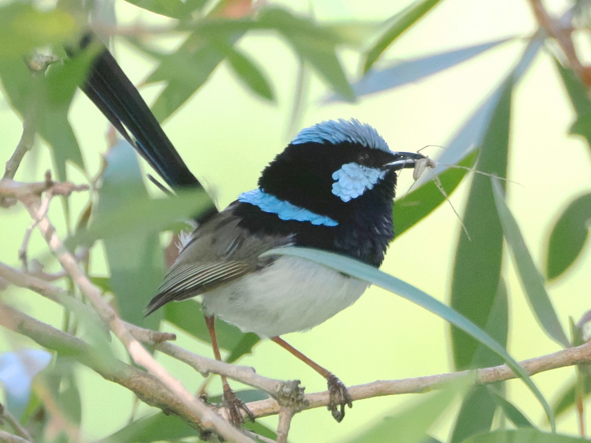 Superb Fairywren - ML517557021