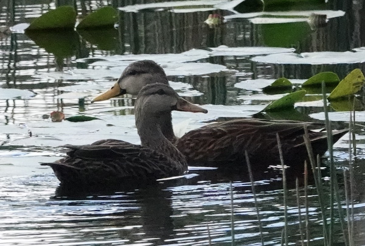 Mottled Duck - ML517557171