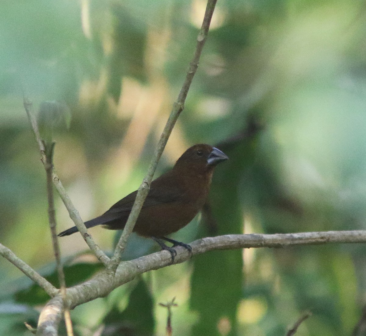 Blue-black Grosbeak - ML517557271