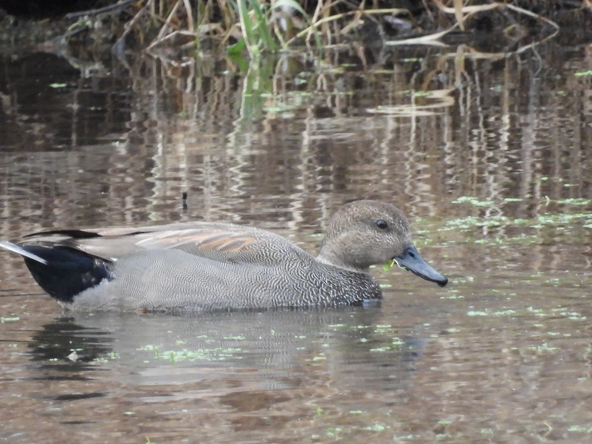 Gadwall - ML517557281