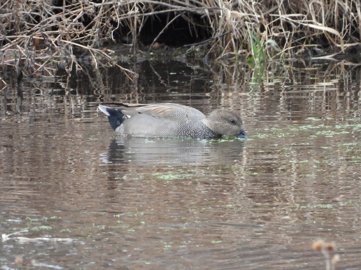 Gadwall - ML517557321