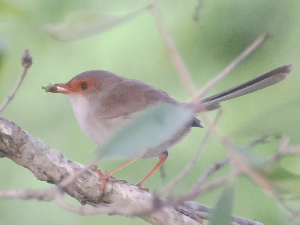 Superb Fairywren - ML517557371