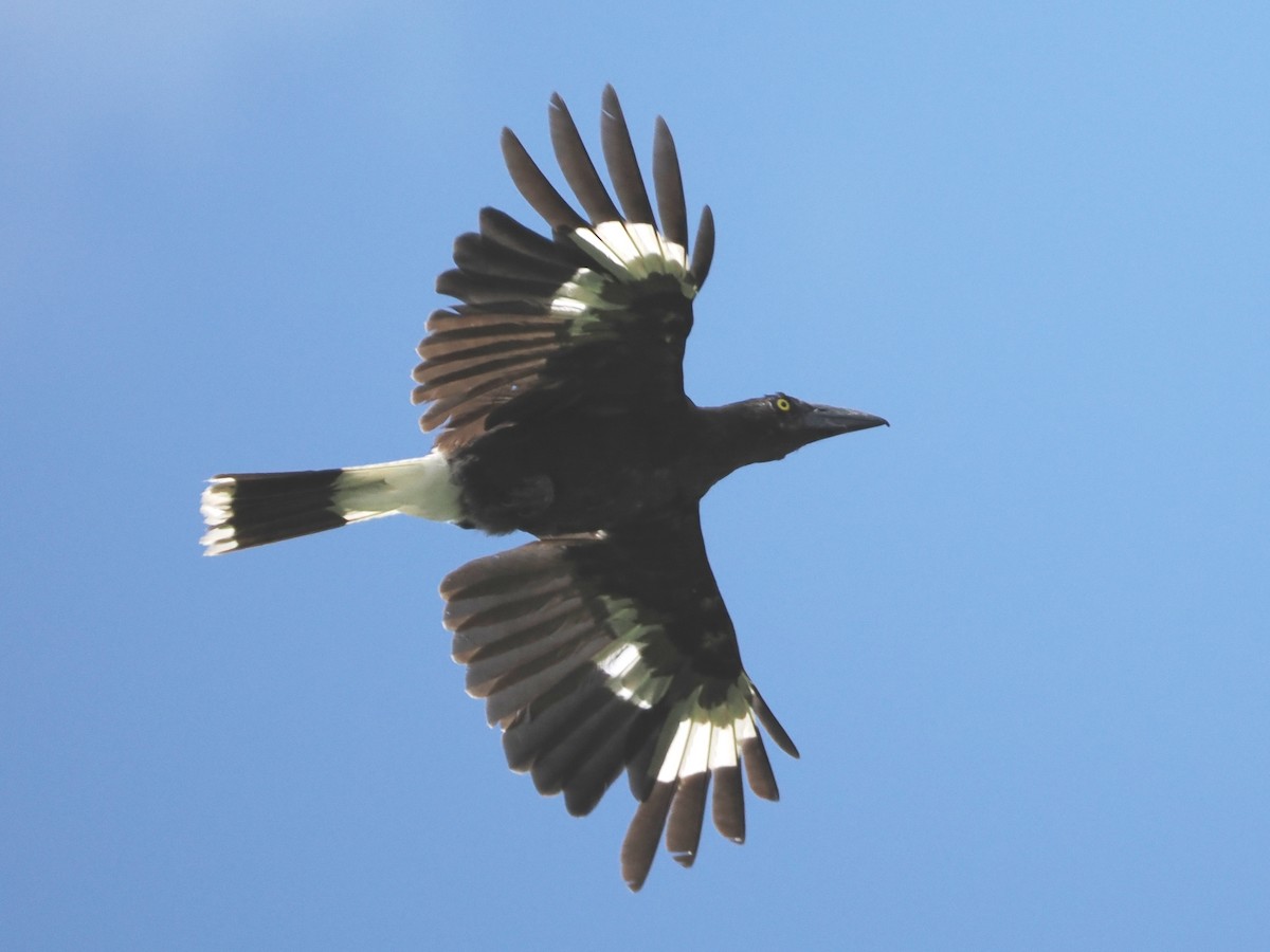 Pied Currawong - ML517557721