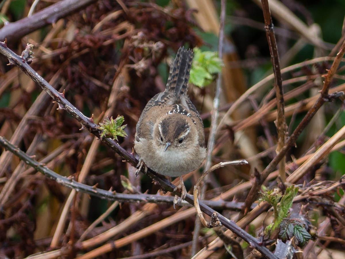 Marsh Wren - Scott O'Donnell