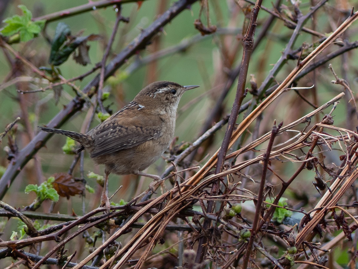 Marsh Wren - Scott O'Donnell