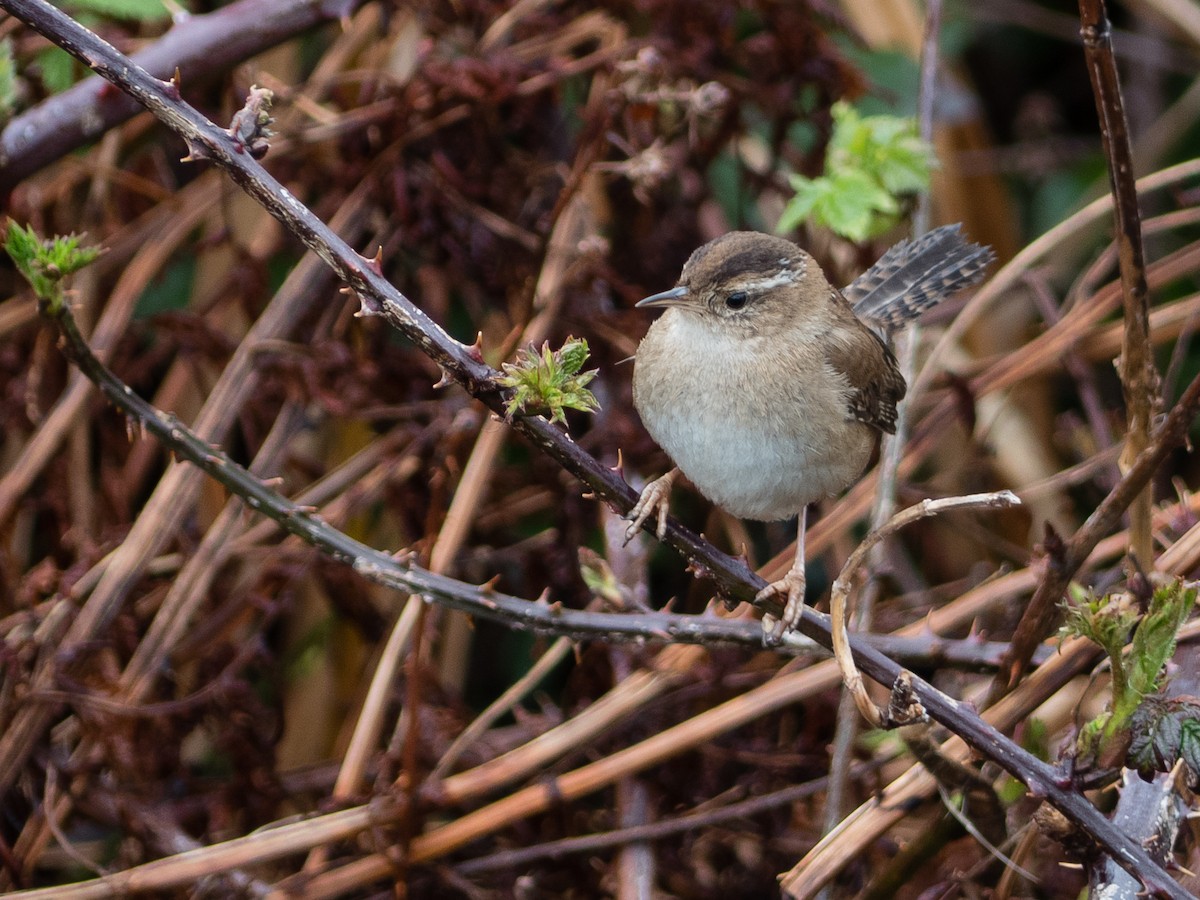 Marsh Wren - Scott O'Donnell