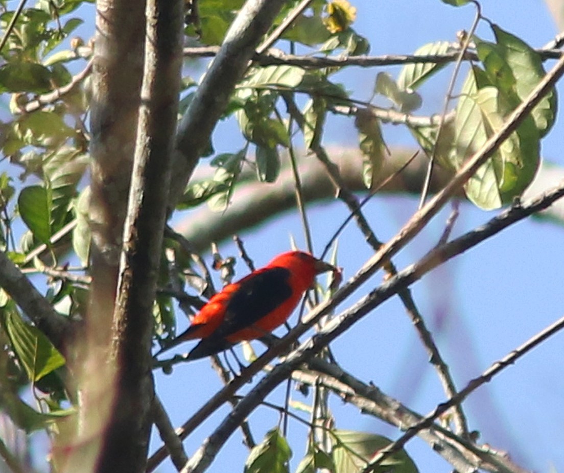 Scarlet Tanager - ML517562631