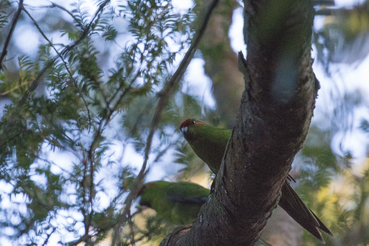 Red-crowned Parakeet - ML517562761