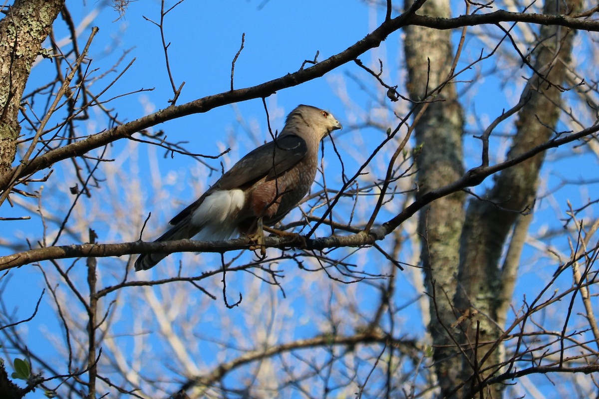 Cooper's Hawk - ML51756311