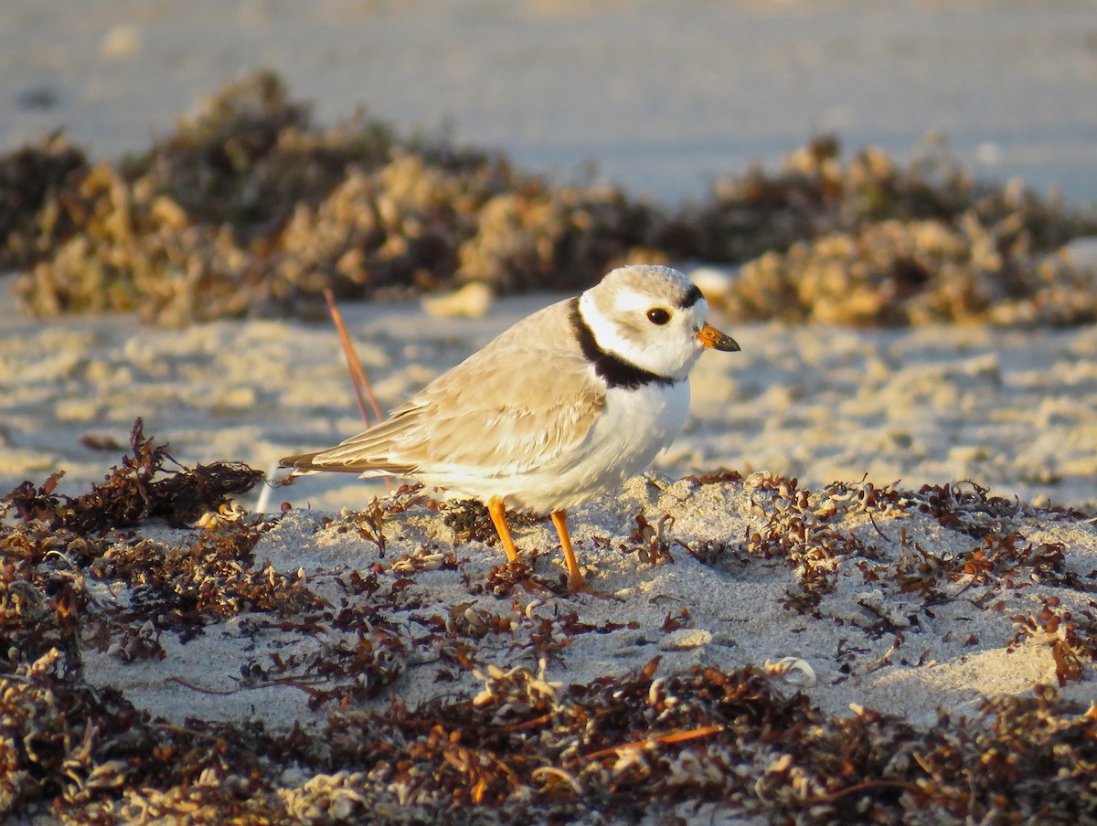 Piping Plover - ML51756331