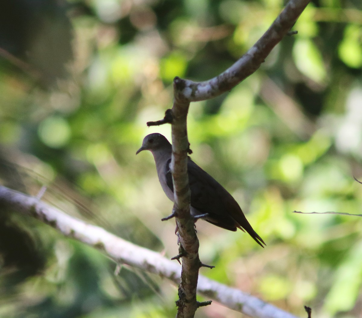 holoubek šedomodrý - ML517563691