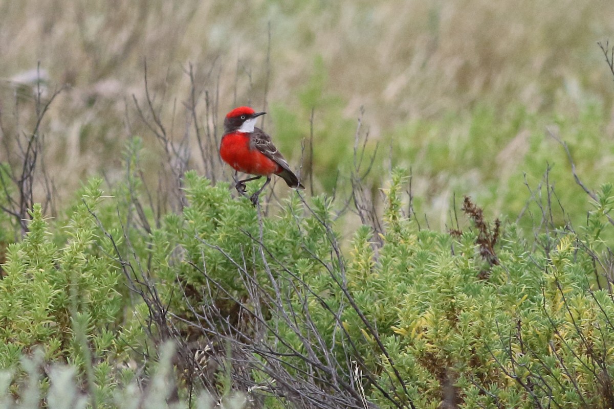 Crimson Chat - ML517563761