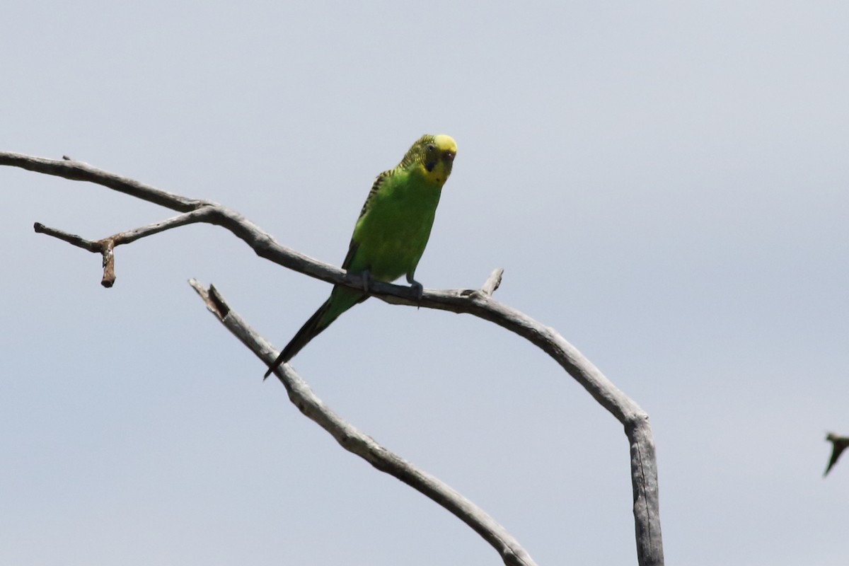 Budgerigar - ML517564091