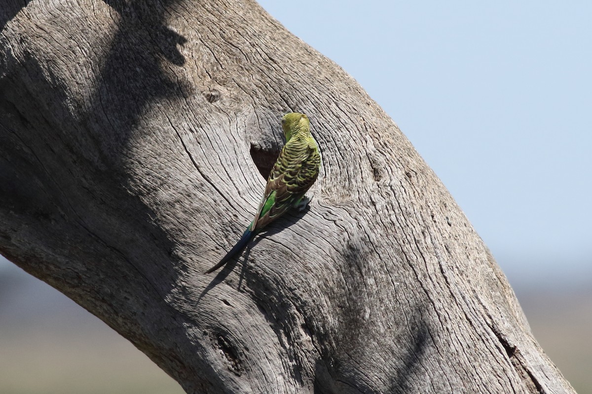 Budgerigar - ML517564101