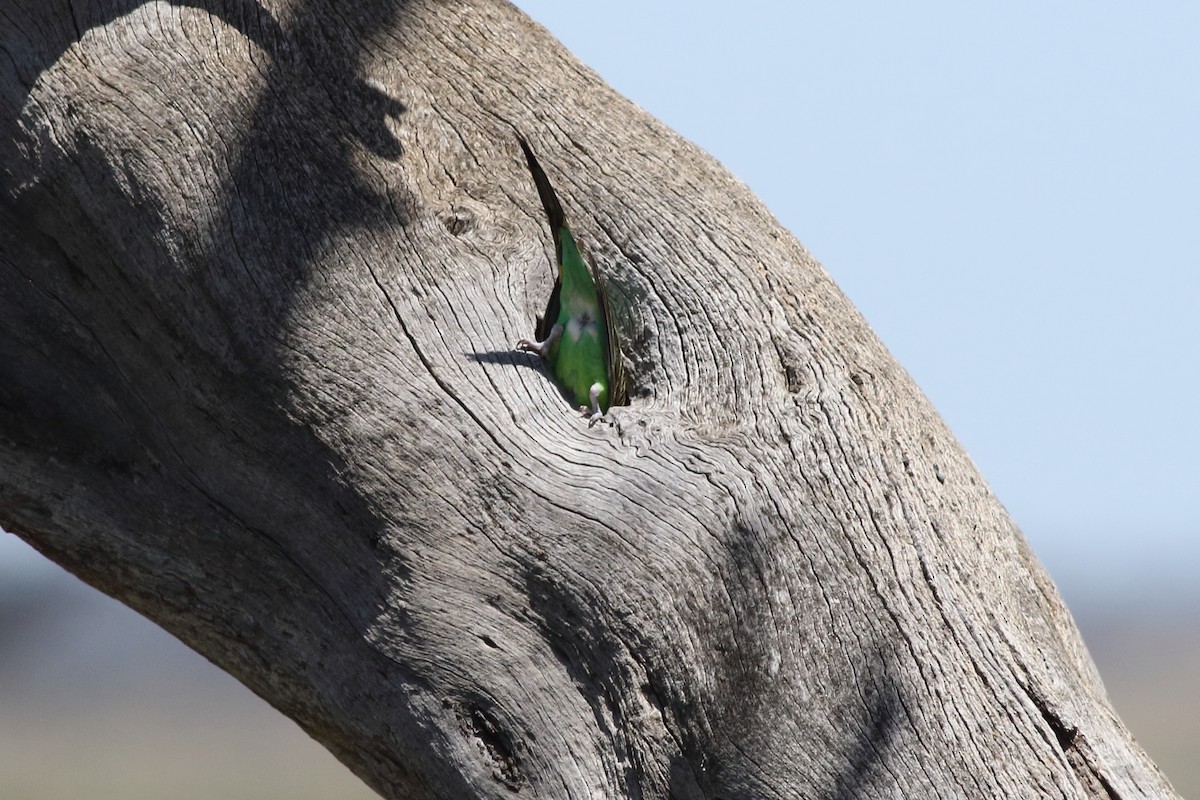 Budgerigar - ML517564111