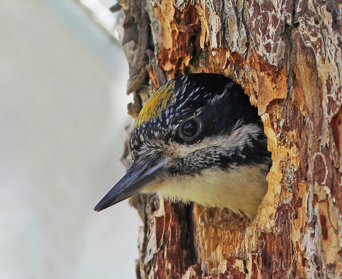 American Three-toed Woodpecker - ML517564271