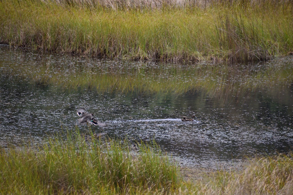 Andean Teal - ML517565581