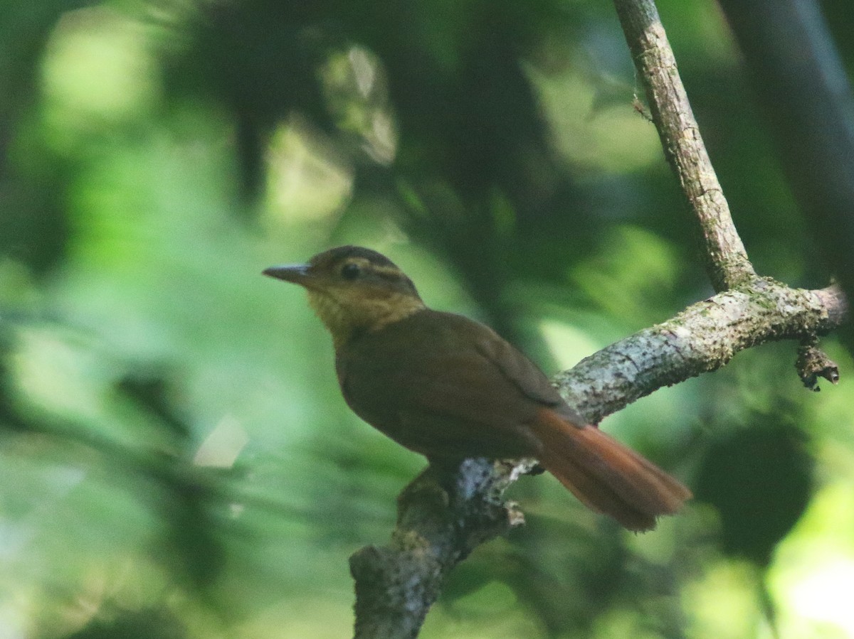 Fawn-throated Foliage-gleaner (Mexican) - ML517565711