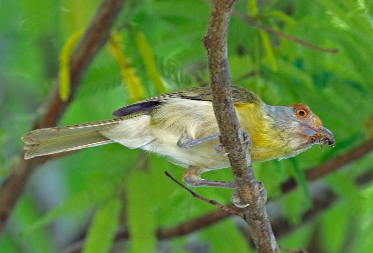 Vireón Cejirrufo (ochrocephala) - ML517565921