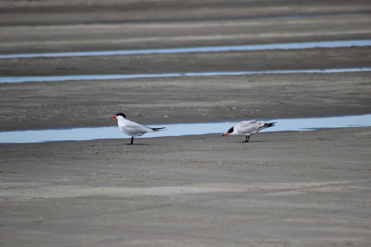 Caspian Tern - Robert Gervais