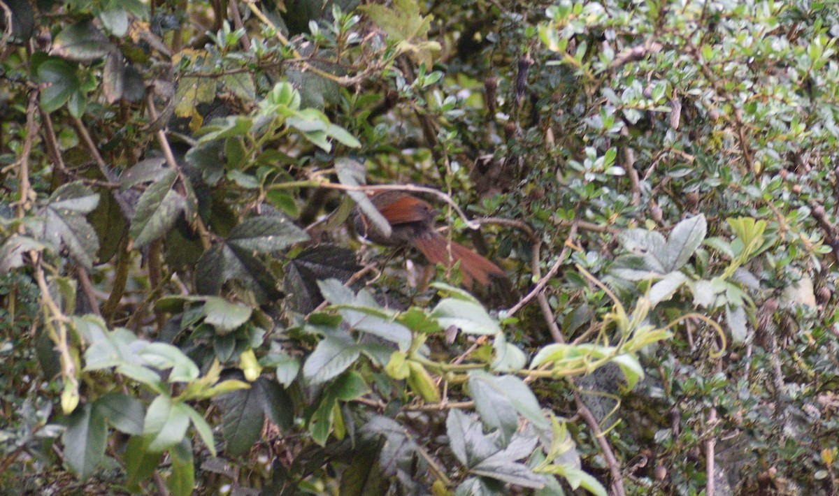 Azara's Spinetail - ML517567361