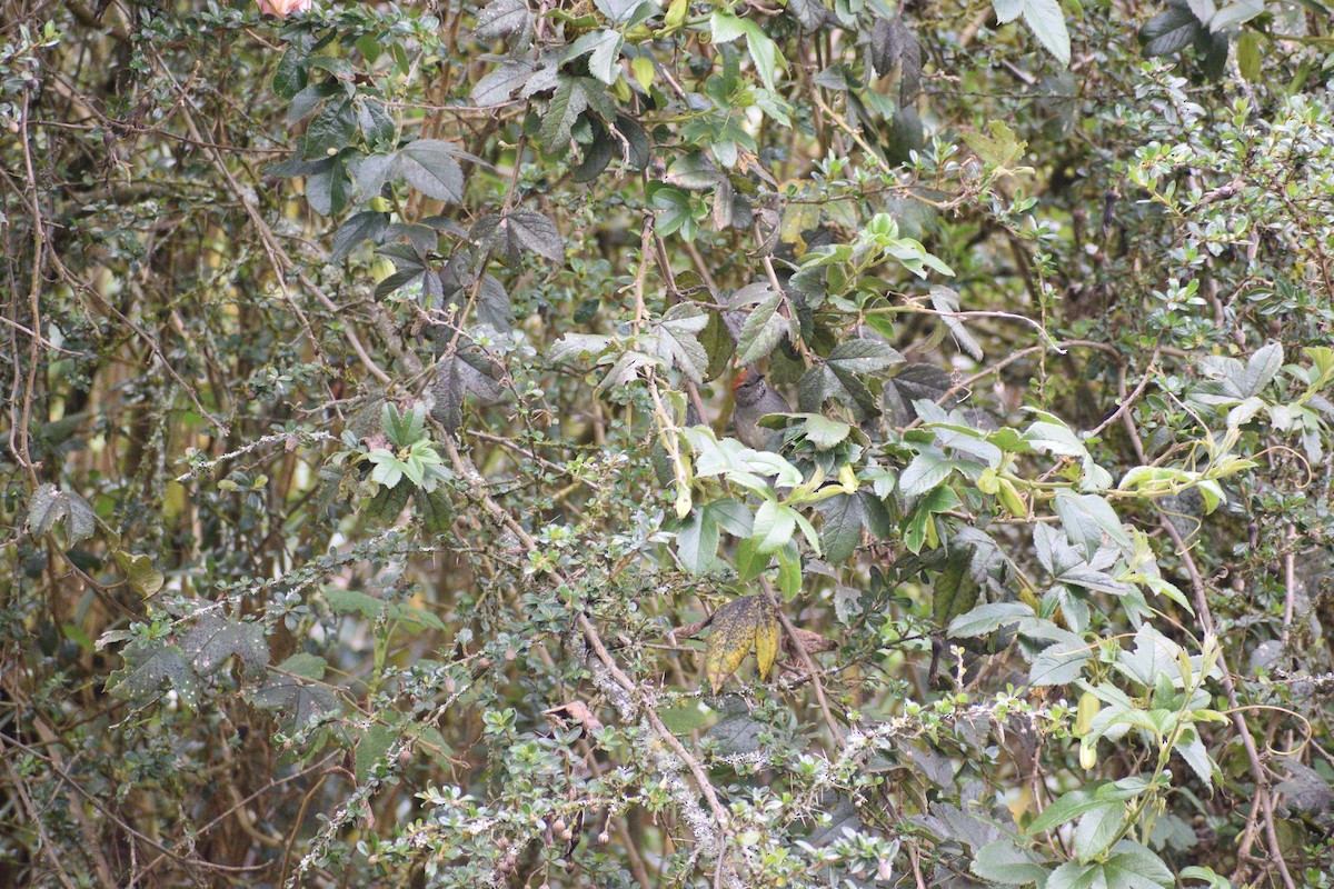 Azara's Spinetail - B. Buckler