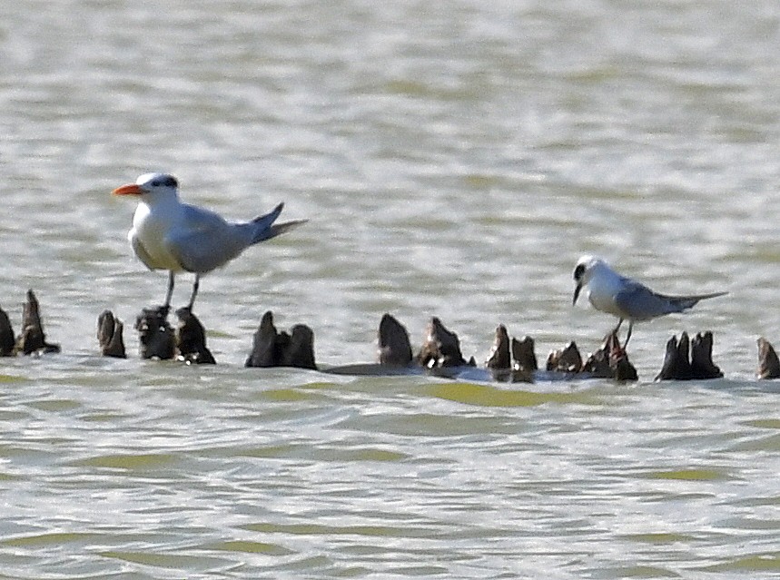 Forster's Tern - ML517567501