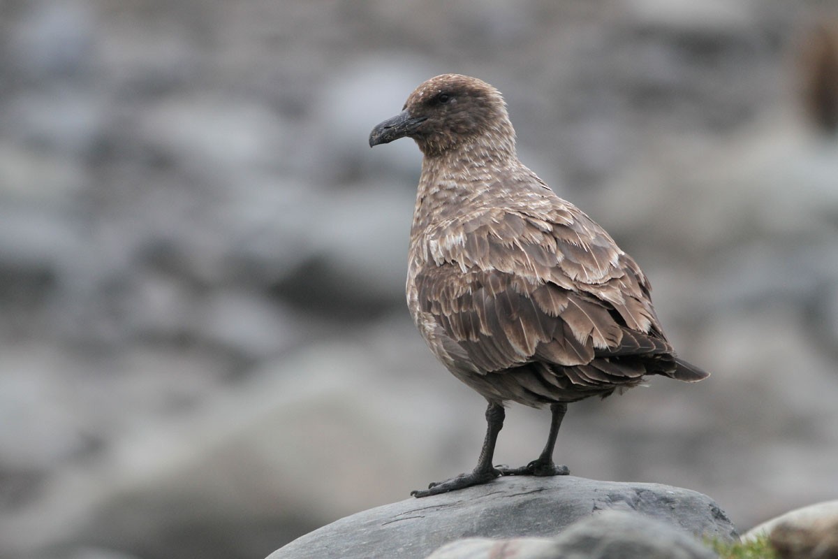 Brown Skua - Noah Strycker