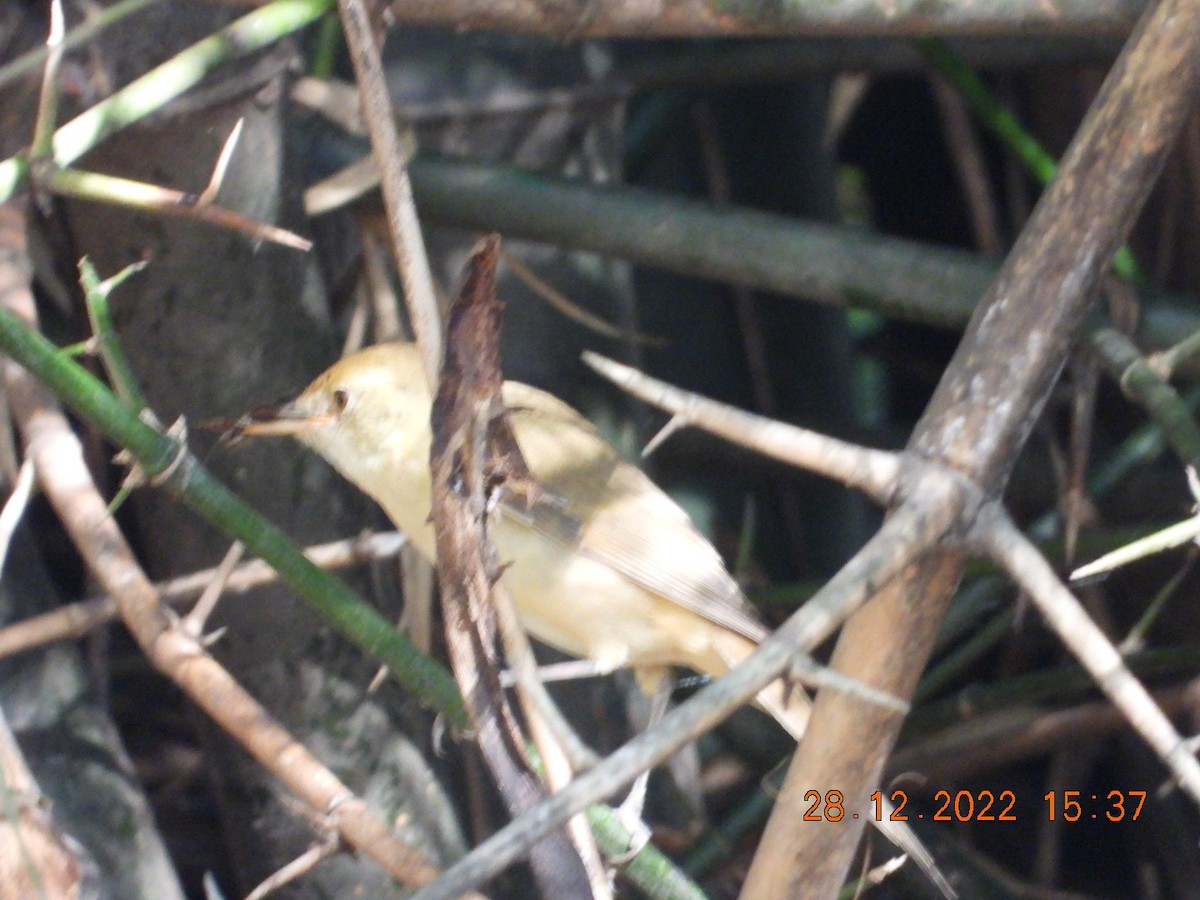 Thick-billed Warbler - Arunachala pandian
