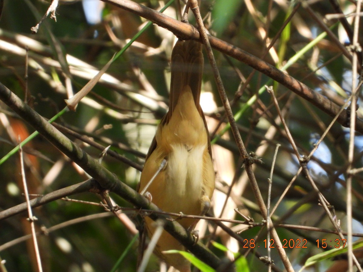 Thick-billed Warbler - ML517571681