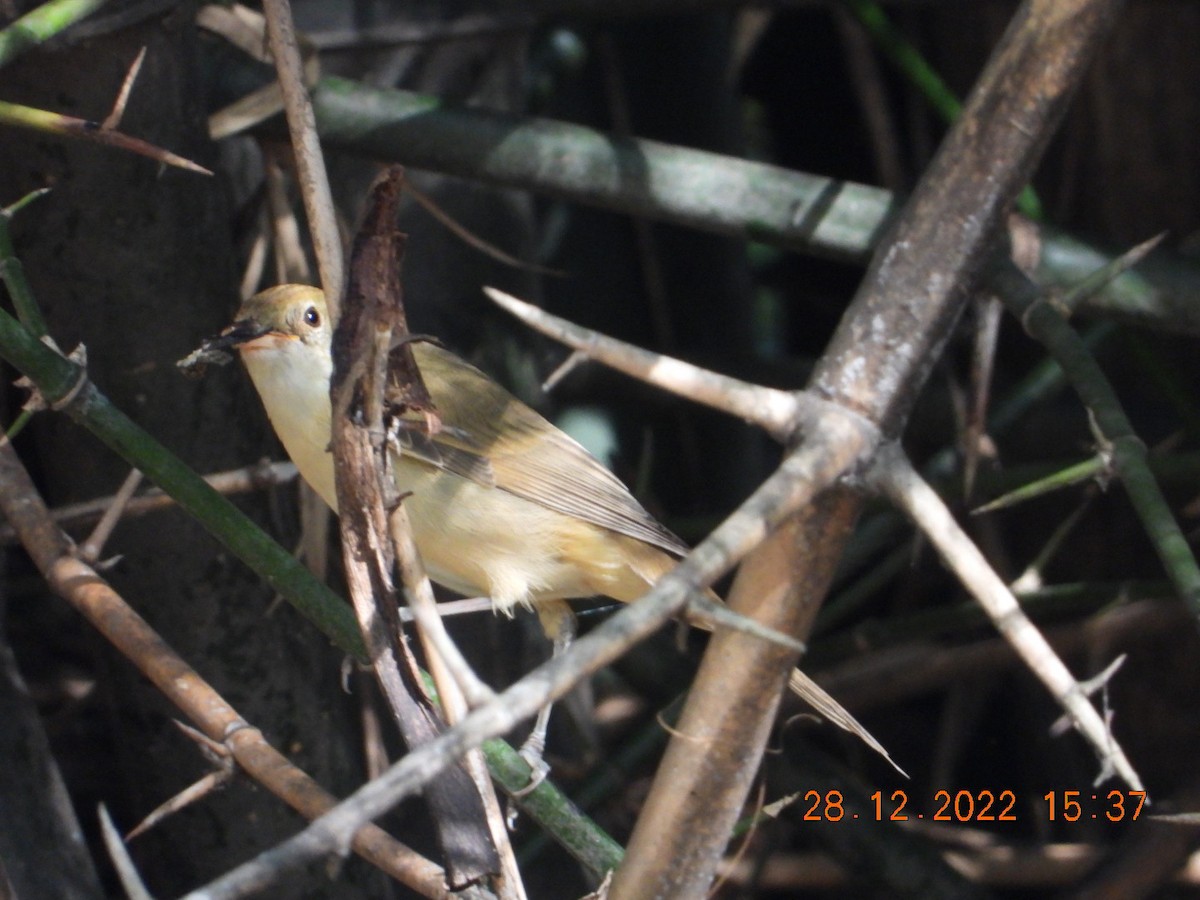 Thick-billed Warbler - ML517571691