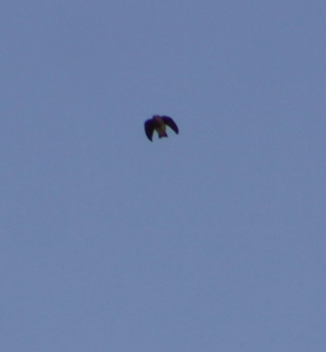 Northern Rough-winged Swallow - ML517574411