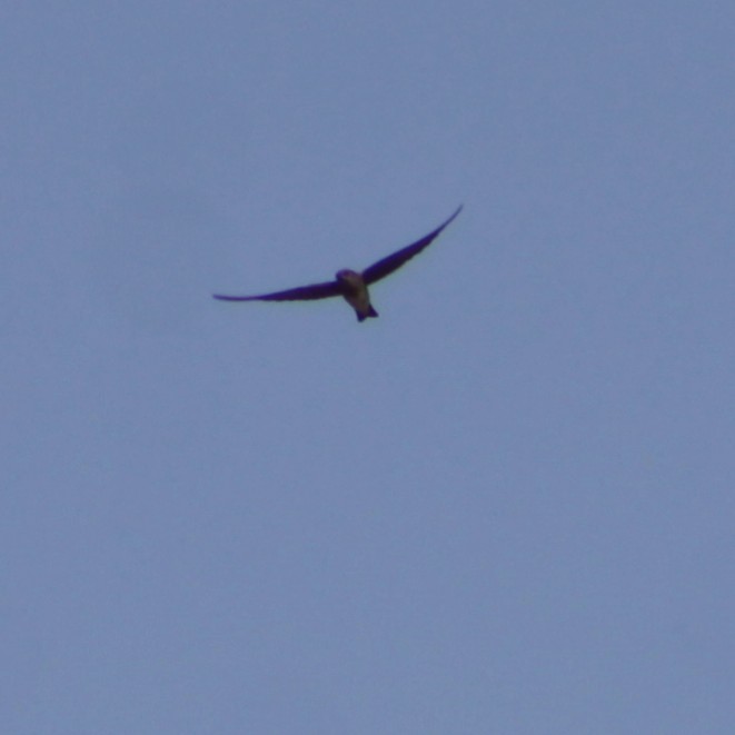 Northern Rough-winged Swallow - ML517574651