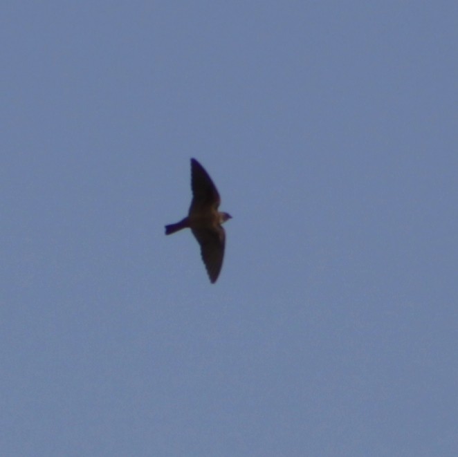 Northern Rough-winged Swallow - ML517574931