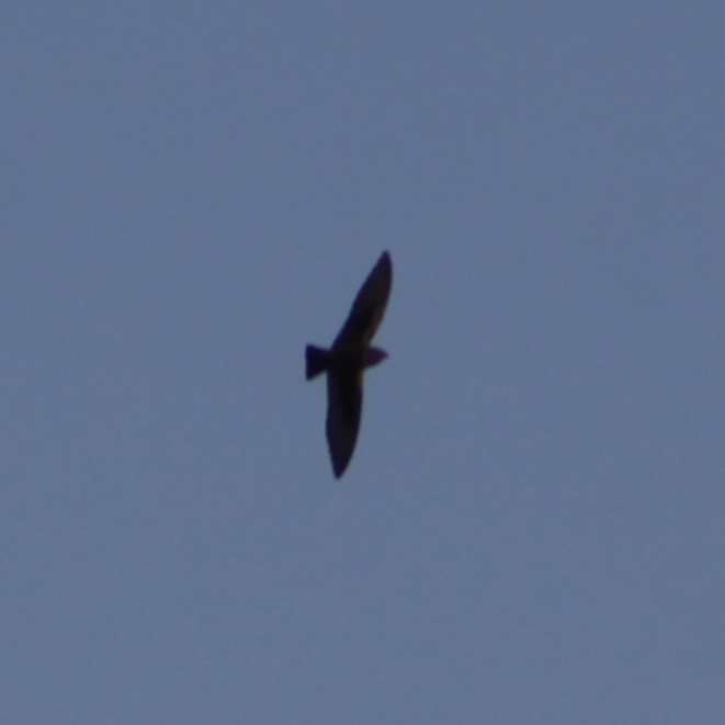 Northern Rough-winged Swallow - ML517575111
