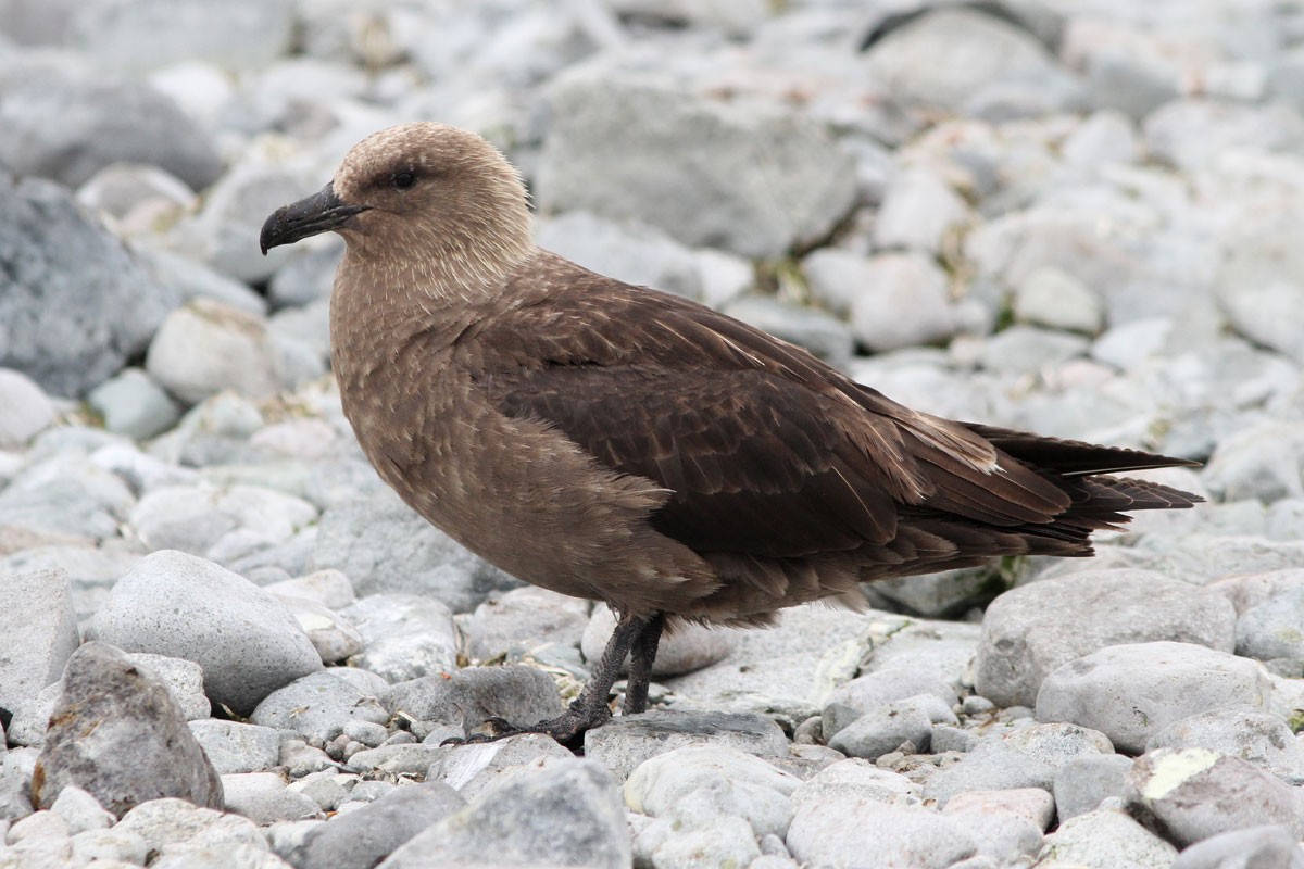 South Polar Skua - ML51757521