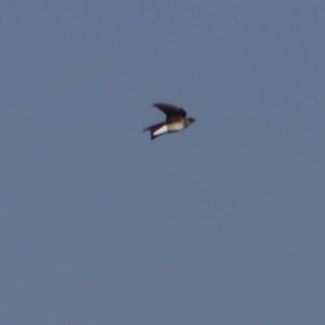 Northern Rough-winged Swallow - ML517575251