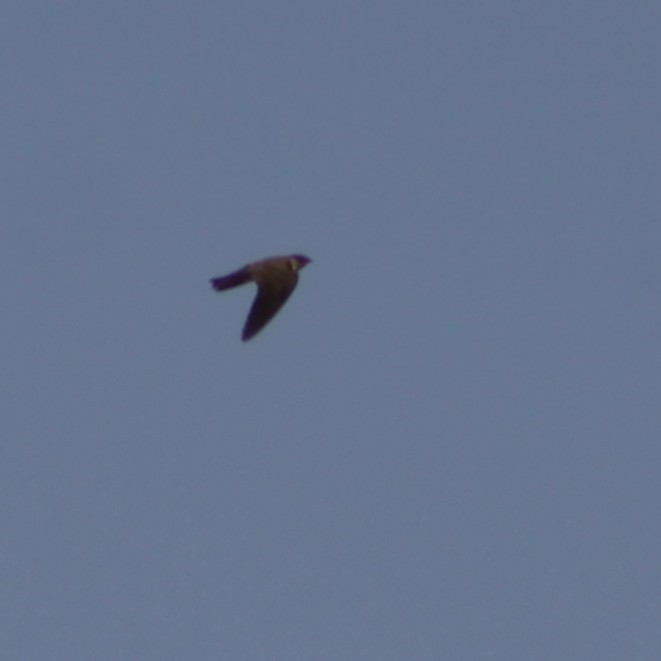 Northern Rough-winged Swallow - ML517575431