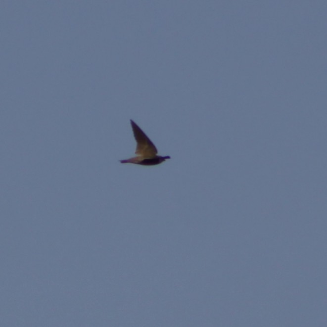 Northern Rough-winged Swallow - ML517575591