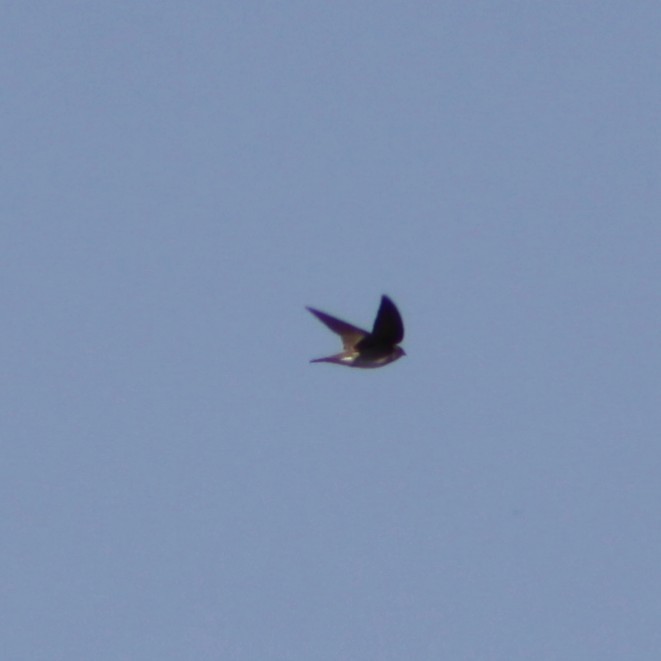 Northern Rough-winged Swallow - ML517575631