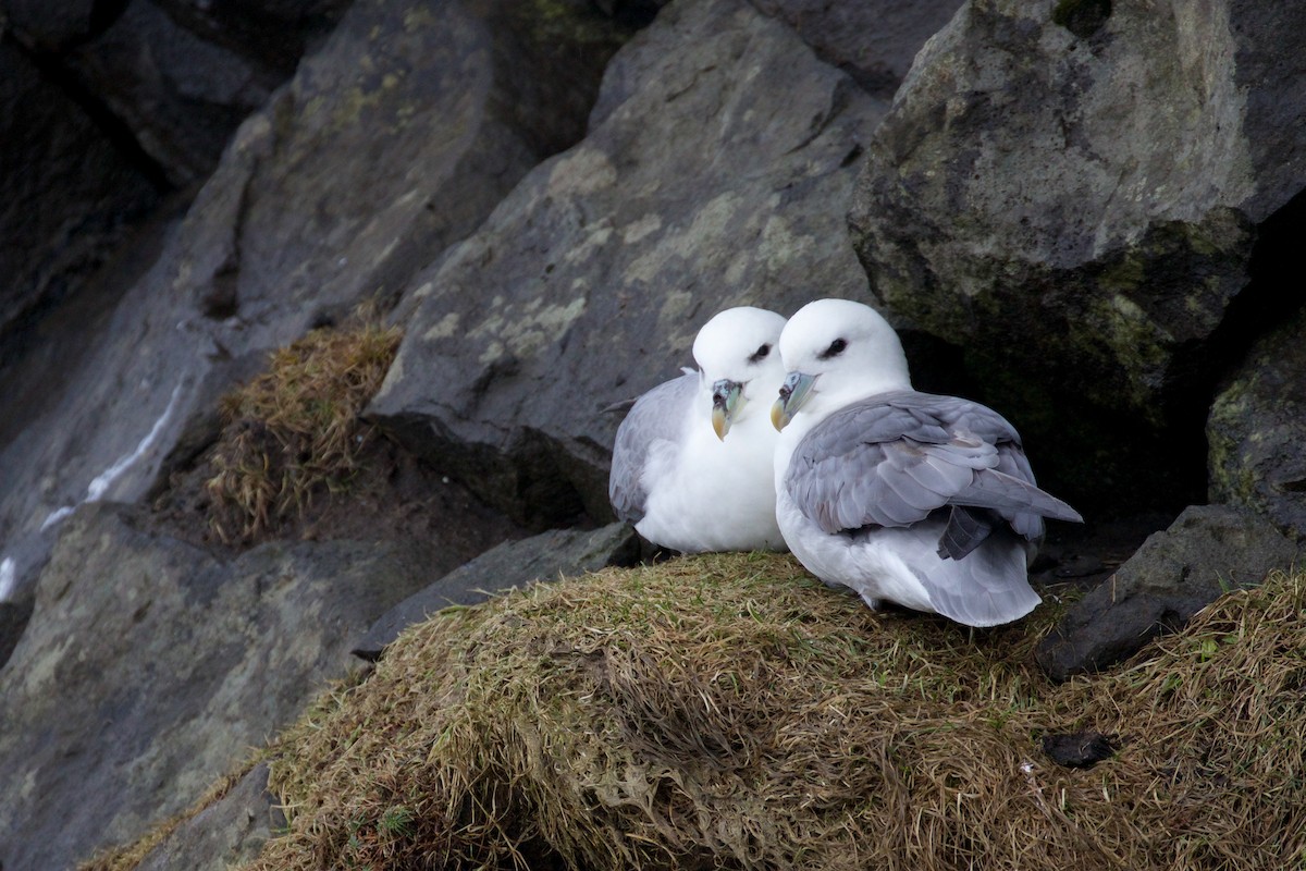 Northern Fulmar (Atlantic) - Gaetan Dupont